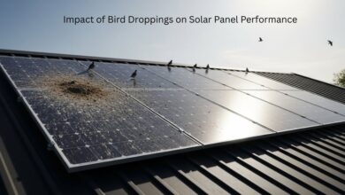 Impact of Bird Droppings on Solar Panel Performance